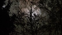 Shaky handheld camera from the pov of a person walking towards the light and searching something in a dark gloomy goth forest at night