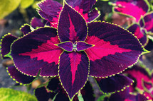 purple and fuchsia leaves 