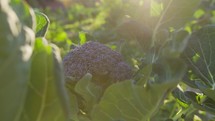 Broccoli Plant Leaves Giving Green To A Purple Plant