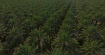 Drone shot over palm plantation