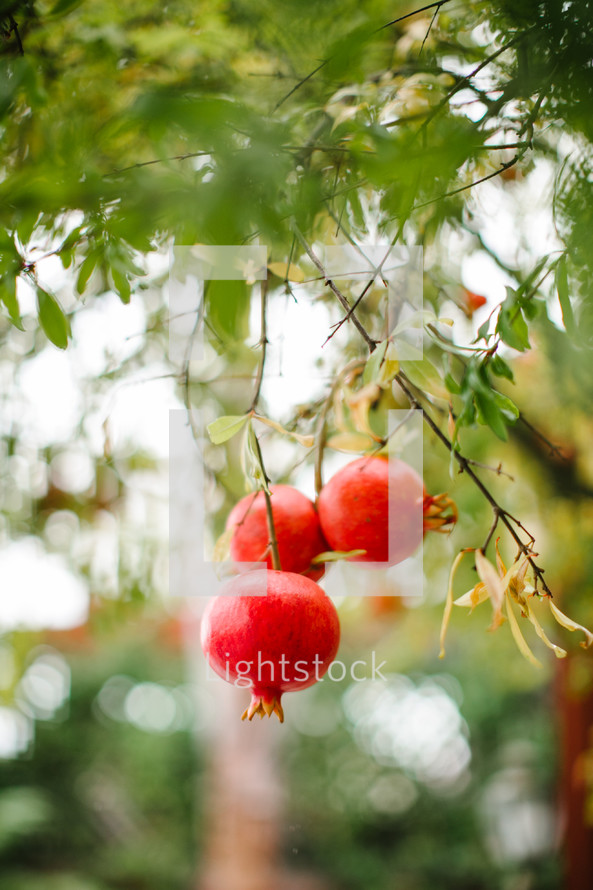 pomegranates on a tree 