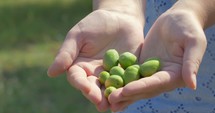 Female hands with green olives