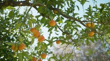 Orange Fruits Hanging In The Mediterranean Countryside