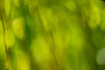 green bokeh abstract background 