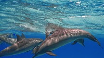 Huge pod of Dolphins in the Lagoon of Sataya has been filmed underwater in the Red Sea in the Fury Shoals, in November 2022.

The shots are taken with Sony A1 with SEL 2860 & Nauticam Housing and WACP1 underwater lens
Shot are native 8K30p in 422 10 Bits / edited with DaVinci Resolve