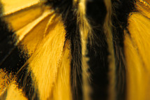 black and yellow butterfly closeup 