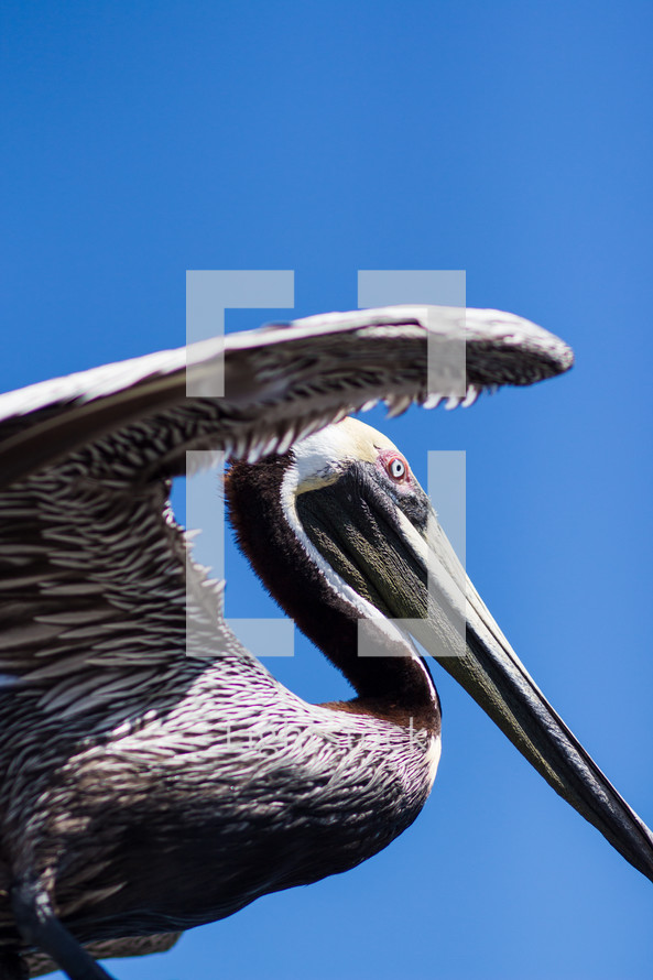 pelican 