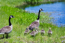 Geese and goslings 