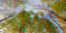 glitch art trees in a forest 