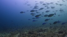 Big amount of Coralfish over the reef filmed underwater in the North of the Maldivian Archipelago, in November 2022.

The shots are taken with Sony A1 with SEL 2860 & Nauticam Housing and WACP1 underwater lens
Shot are native 8K30p in 422 10 Bits / edited with DaVinci Resolve