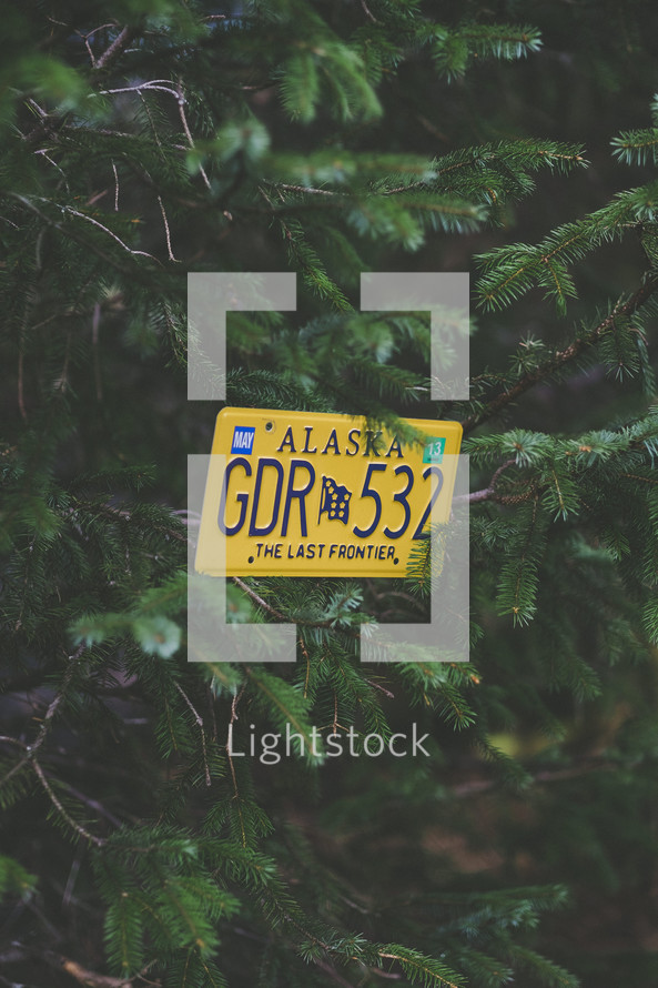 Alaska license plate in a pine tree 