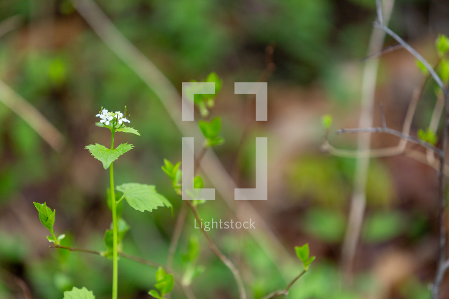 White wildflowers in forest edge