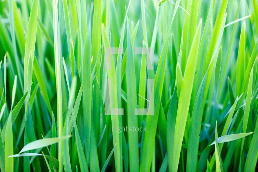 Vibrant green grass background texture