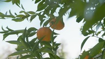 Cultivation Of Fresh Orange Fruit In Sicily Island