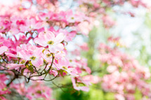 Close up of beautiful pink dogwood blossoms on tree