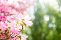 Close up of a pink dogwood blossom in springtime