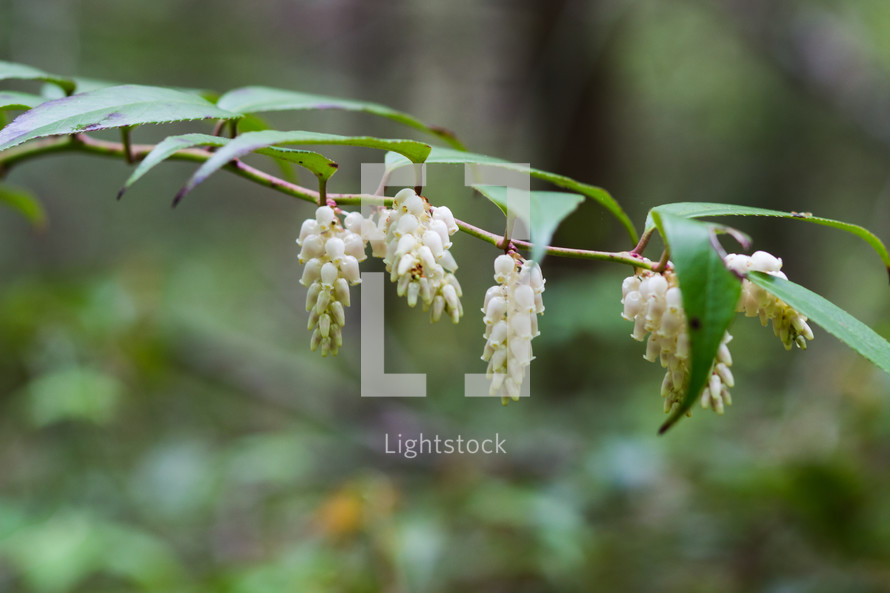 white flowers in Mount Mitchell 