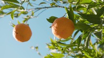 Orange Fruit Tree Cultivation In Spain State