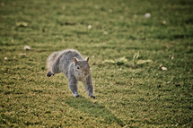 running squirrel 