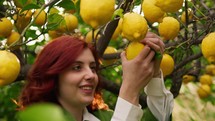 Girl peels yellow lemon from tree