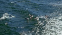 Seagulls searching for food in sea