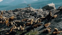 Beagle Channel Wildlife With Seals And Cormorants On Isla de los Lobos In Tierra del Fuego Near Ushuaia, Argentina. Aerial Shot