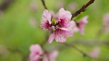 Extreme close up of a cherry blossom.