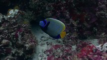 This emperor angelfish has been filmed underwater in the North of the Maldivian Archipelago, in November 2022.

The shots are taken with Sony A1 with SEL 2860 & Nauticam Housing and WACP1 underwater lens
Shot are native 8K30p in 422 10 Bits / edited with DaVinci Resolve