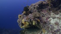This Coral Reef has been filmed underwater in the North of the Maldivian Archipelago, in November 2022.

The shots are taken with Sony A1 with SEL 2860 & Nauticam Housing and WACP1 underwater lens
Shot are native 8K30p in 422 10 Bits / edited with DaVinci Resolve