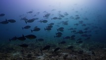 Big amount of Coralfish over the reef filmed underwater in the North of the Maldivian Archipelago, in November 2022.

The shots are taken with Sony A1 with SEL 2860 & Nauticam Housing and WACP1 underwater lens
Shot are native 8K30p in 422 10 Bits / edited with DaVinci Resolve