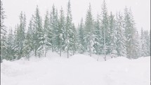falling snow in an evergreen forest 