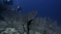 Those Divers over the gorgons has been filmed underwater in the North of the Maldivian Archipelago, in November 2022.

The shots are taken with Sony A1 with SEL 2860 & Nauticam Housing and WACP1 underwater lens
Shot are native 8K30p in 422 10 Bits / edited with DaVinci Resolve