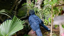 Blue Parrot With Crest Near A Tree In The Nature