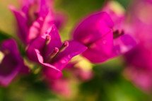 fuchsia flowers closeup 