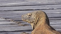 The views of the Archipelago of Komodo in Indonesia has been filmed in April 2023.
Varan are the biggest lizard in the world, directly coming from the dinosaurs ages.

The shots are taken with Sony A1 with SEL 2860 & Nauticam Housing and WACP1 underwater lens
Shot are native 8K30p in 422 10 Bits / edited with DaVinci Resolve