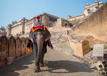 man riding an Elephant in India 