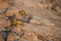monkey eating food 