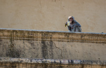 a monkey eating a banana 