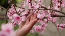 Close up of a woman's hands touching cherry blossoms.