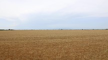 Panorama Of Ripe Wheat Crops Growing On Rural Field. - wide shot