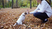 Jack Russell Terrier in nature giving high five with paw to its owner and recieve a treat.