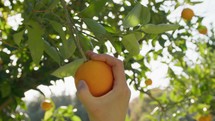 Hand Collecting An Orange From The Tree
