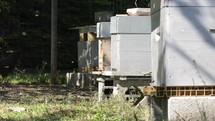 bee hives 