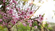 Close up of a cherry blossom tree.