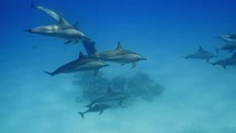 Huge pod of Dolphins in the Lagoon of Sataya has been filmed underwater in the Red Sea in the Fury Shoals, in November 2022.

The shots are taken with Sony A1 with SEL 2860 & Nauticam Housing and WACP1 underwater lens
Shot are native 8K30p in 422 10 Bits / edited with DaVinci Resolve