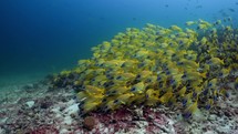 This Shoal of Yellow snappers has been filmed underwater in the North of the Maldivian Archipelago, in November 2022.

The shots are taken with Sony A1 with SEL 2860 & Nauticam Housing and WACP1 underwater lens
Shot are native 8K30p in 422 10 Bits / edited with DaVinci Resolve