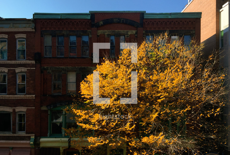 fall tree in front of brick buildings 