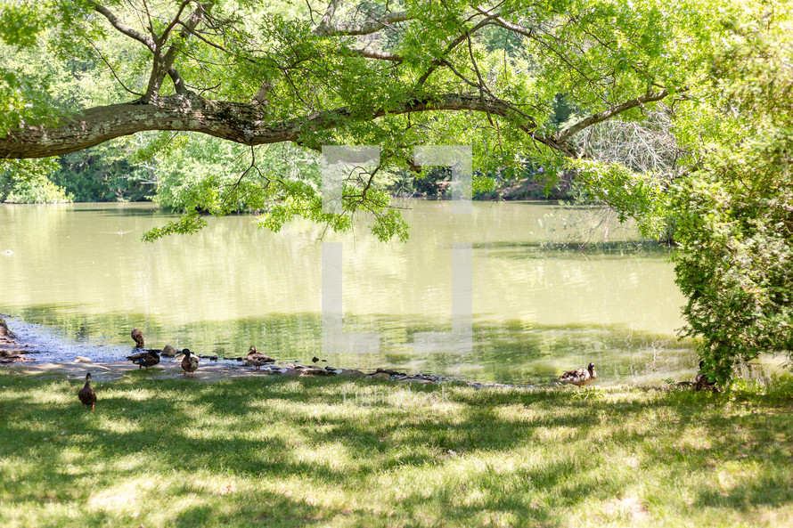 Refreshing scene with ducks and a tree overhanging water