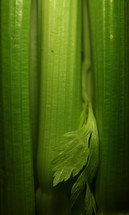 celery stalks 