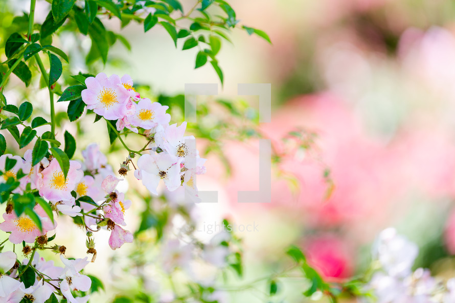 Beautiful spring flowers background